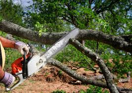 Reliable Roswell, GA Tree Care Services Solutions